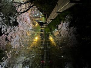 行けに写る桜